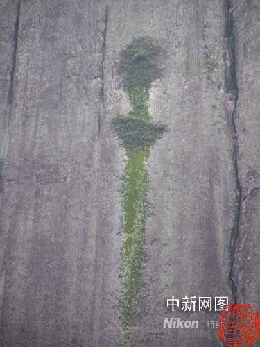 “青铜剑”疑似绿色植物攀附在岩壁上生长。
