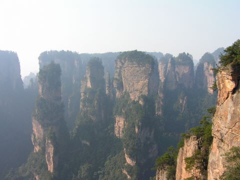 天子山松树